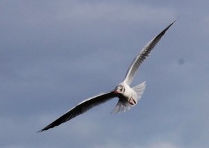 observacion de aves