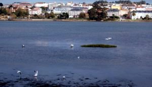 observacion de aves