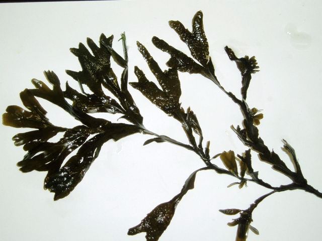 Fucus vesiculosu