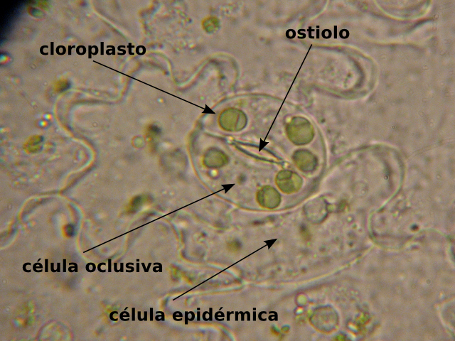 Detalle de un estoma