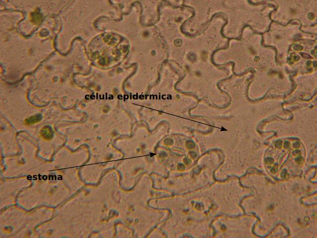 Epidermis con estomas