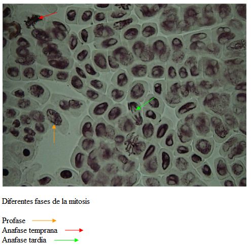 mitosis1.jpg, 44 kB