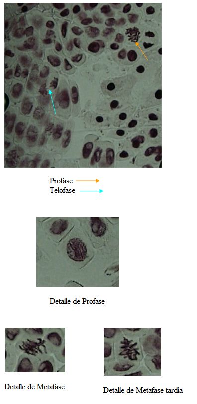 mitosis3.jpg, 38 kB