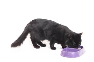 cat.jpg