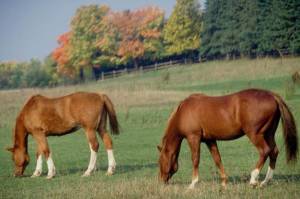 horses.jpg