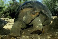 galapagos2.jpg