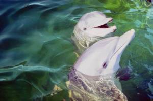 dolphins1.jpg