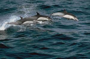 dolphins2.jpg