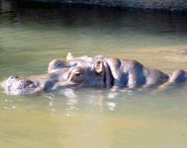 hippopotamus