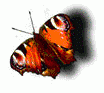 monarch