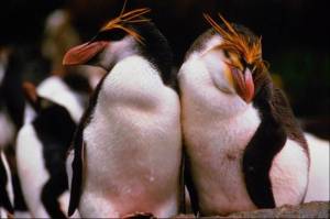 penguins.jpg