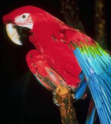 parrot.jpg